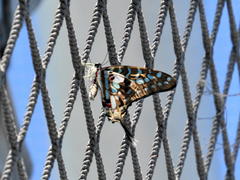 Graphium antheus