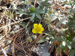 Potentilla concinna
