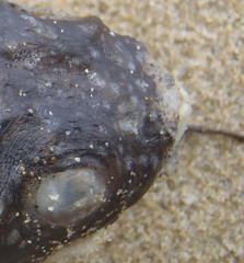 Amblyrhynchote honckenii