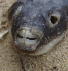 Amblyrhynchote honckenii