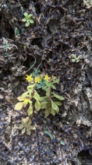 Sedum stellariifolium