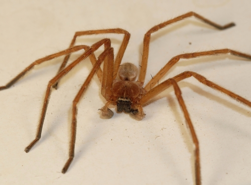 Giant Crab Spider photo 6