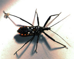 Rhynocoris albopunctatus