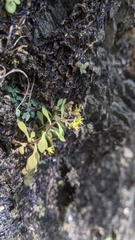 Sedum stellariifolium