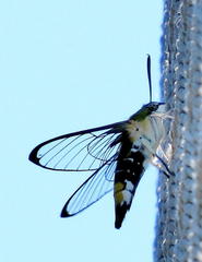 Cephonodes hylas virescens