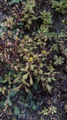 Sedum stellariifolium