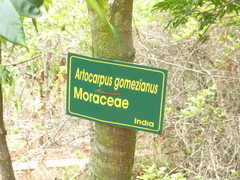 Artocarpus gomezianus