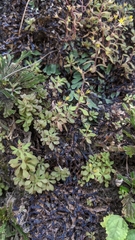 Sedum stellariifolium