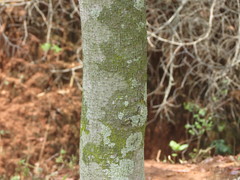 Artocarpus gomezianus