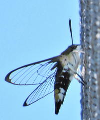 Cephonodes hylas virescens