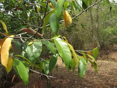 Artocarpus gomezianus