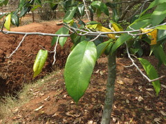 Artocarpus gomezianus