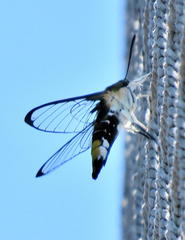 Cephonodes hylas virescens