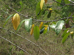 Artocarpus gomezianus