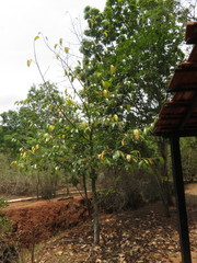 Artocarpus gomezianus