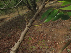 Artocarpus gomezianus