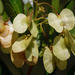Dodonaea viscosa angustifolia - Photo (c) Robert Archer, alguns direitos reservados (CC BY-NC), uploaded by Robert Archer