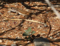 Meroles suborbitalis