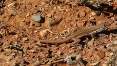 Meroles suborbitalis