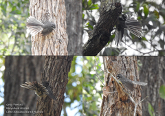 Rhipidura albiscapa alisteri