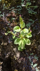 Polygala tatarinowii