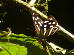 Dynamine gisella