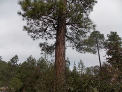 Pinus durangensis