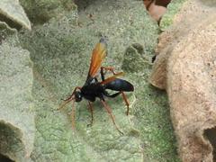 Tachypompilus ignitus