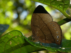 Erichthodes antonina
