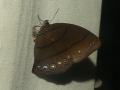 Erichthodes antonina