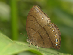 Erichthodes antonina