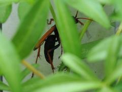 Tachypompilus ignitus