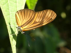Eueides aliphera