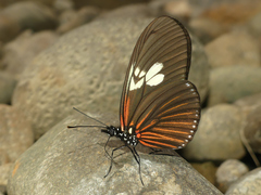 Eueides heliconioides