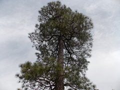 Pinus durangensis