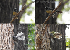 Rhipidura albiscapa alisteri