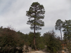 Pinus durangensis