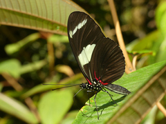 Heliconius wallacei
