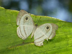 Leucochimona hyphea