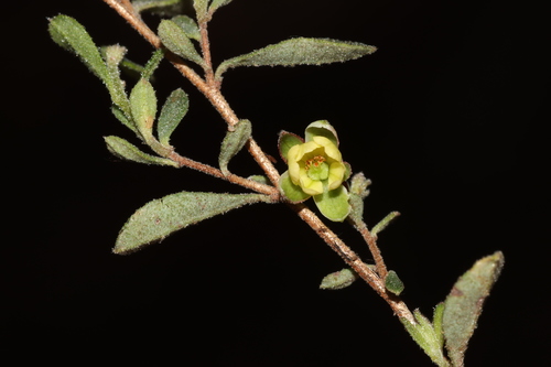 Image of Hibbertia pallidiflora by (c) Tim Hammer, some rights reserved (CC BY)