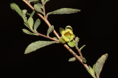 Hibbertia pallidiflora
