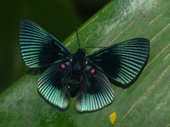 Lyropteryx apollonia