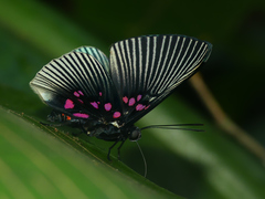 Lyropteryx apollonia