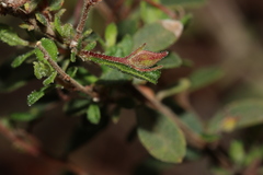 Hibbertia pallidiflora