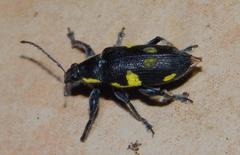 Polyclaeis longicornis