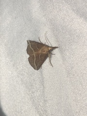 Phyprosopus callitrichoides