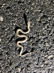 Hypsiglena chlorophaea loreala