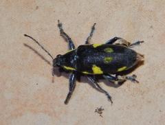 Polyclaeis longicornis