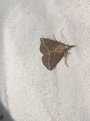 Phyprosopus callitrichoides