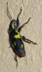 Polyclaeis longicornis